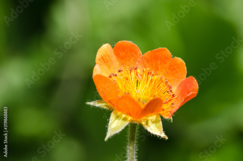 Orange bloom in summer garden