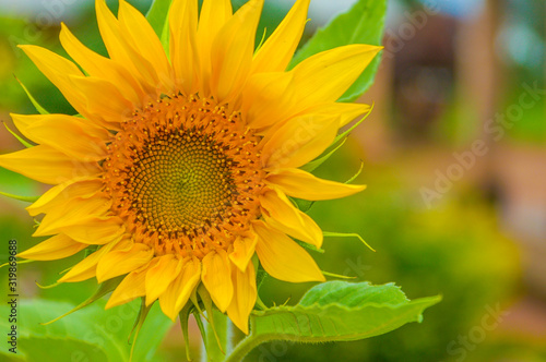 Trendy yellow sunflower close up background.