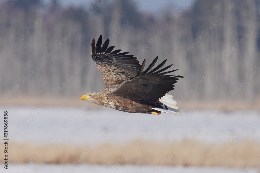 Obraz premium オジロワシ