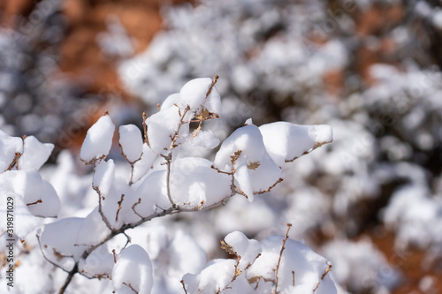 Tree covered in snow in Arches National Park, Utah
