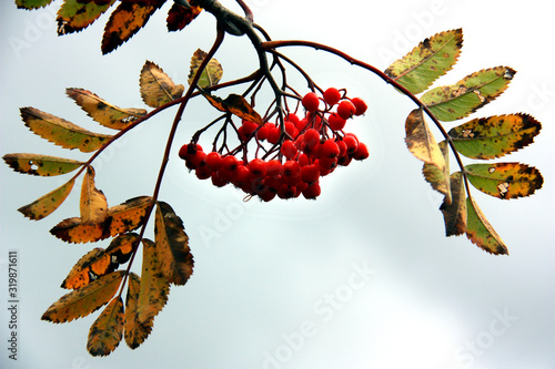 Photography Närbild på rönnbär på hösten