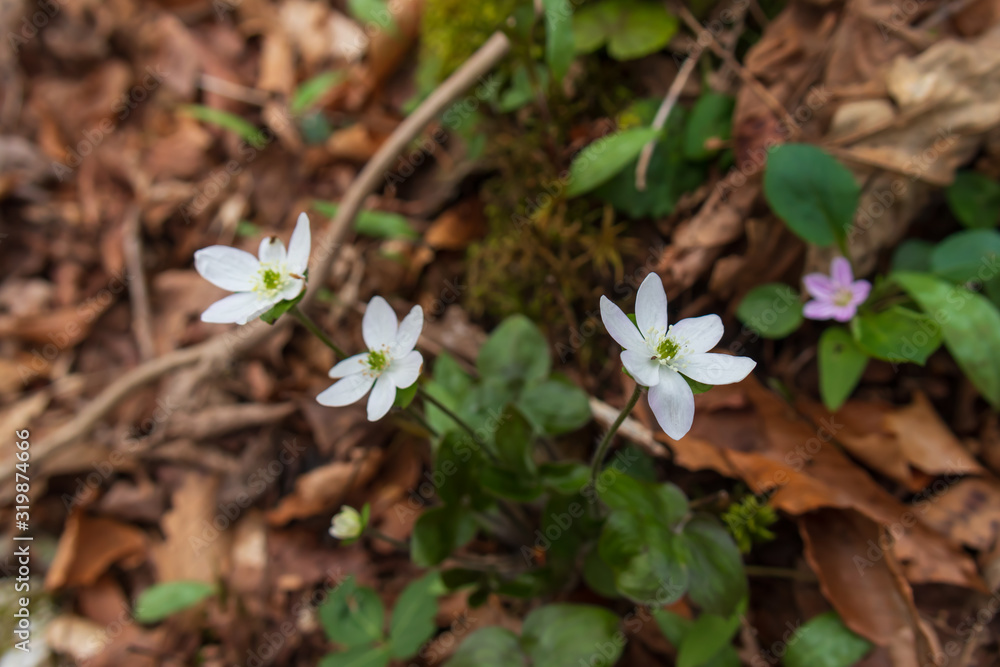 Spring-Beauty close-up 