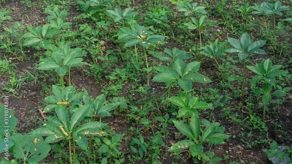 Obraz premium Amorphophallus muelleri, a type of tuber from the taro family and the like with many benefits for cosmetic ingredients and other