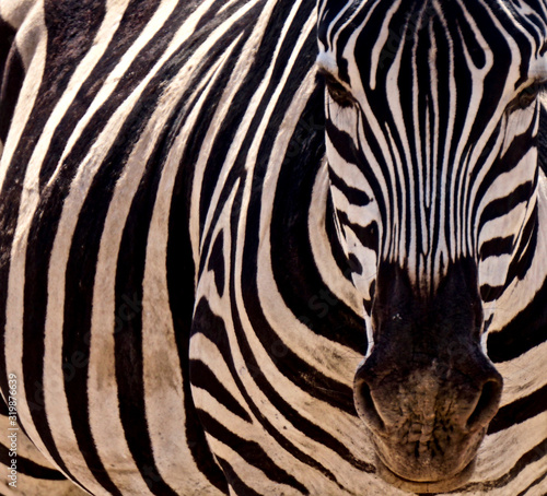 Zebra in Amboseli National Park - Kenya