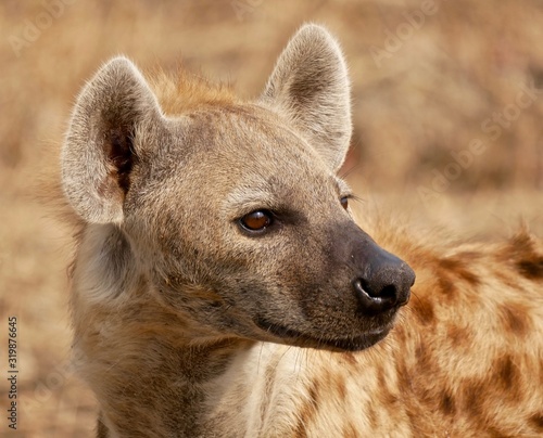 Hyena in South Luangwa National Park - Zambia