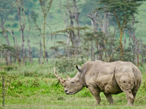 White Rhino in Lake Nakuru - Kenya