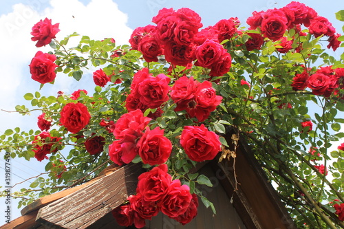 rose rosse rampicanti su pergola di legno