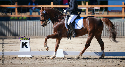 Dressage horse with rider galloping with his left leg raised!.
