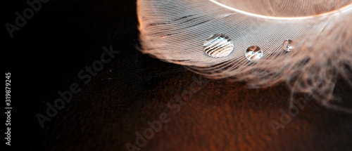 Water drops close up on the white feather. Black background. 