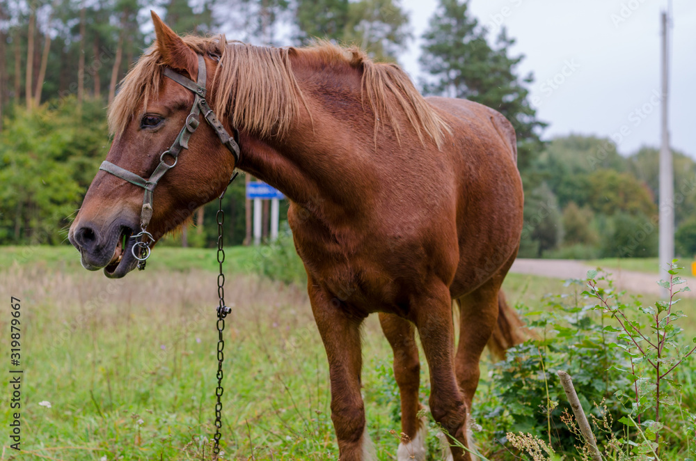 Close-up. One happy horse grazing on an autumn pasture. Close-up. One happy horse grazing on an autumn pasture.