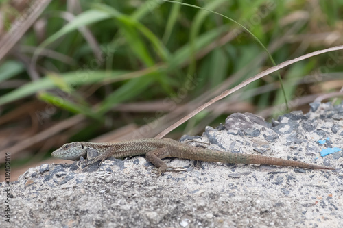Lizard stands on pebbles in the background high grass, Spain