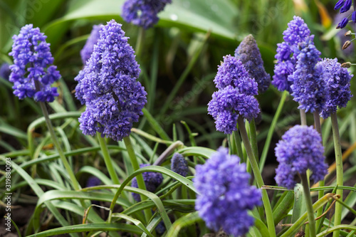 Terry muscari (Fantasy Creation) - blue muscari, grape hyacinths. Beautiful spring flowers blooms in the flowerbed, blurred background