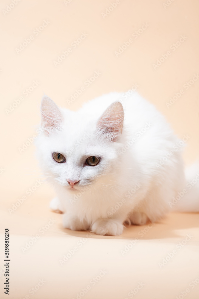 White cat with different eyes lying on a chair White cat with different eyes lying on a chair