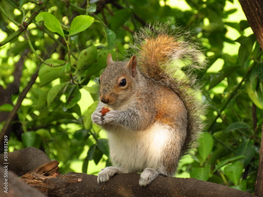 red squirrel eating a nut