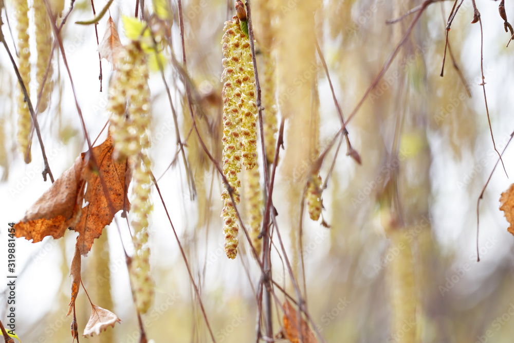 Catkins of flowering birch in early spring Catkins of flowering birch in early spring