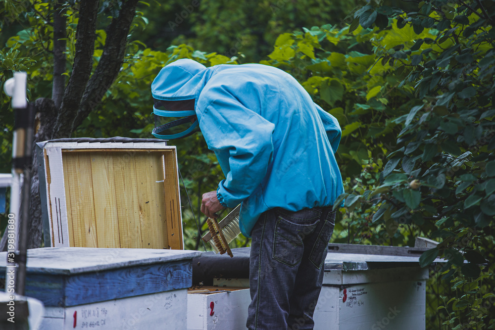 beekeeper inspects the frame with the queen cells on the apiary in the evening in the rays of the setting sun. beekeeper inspects the frame with the queen cells on the apiary in the evening in the rays of the setting sun.