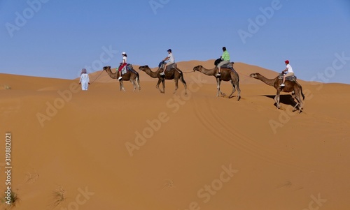 Caravan with camels on sand dune before desert landscape in Sahara during midday sun  Morocco  Africa