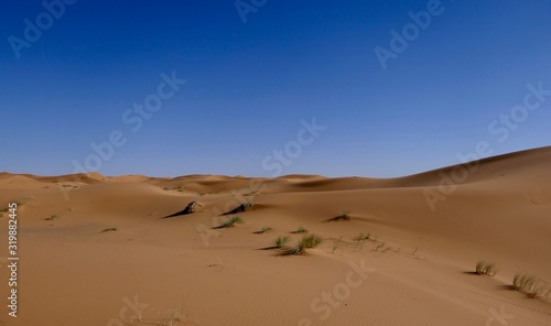 Sand dune with desert plants and interesting shades before desert landscape in Sahara during midday sun  Morocco  Africa