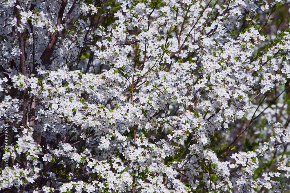 spring floral texture of rich white inflorescence of sour cherry shine in bright warm sun rays, direct April spring sunshine in a farm garden, beauty of nature concept postcard spring floral texture of rich white inflorescence of sour cherry shine in bright warm sun rays, direct April spring sunshine in a farm garden, beauty of nature concept postcard