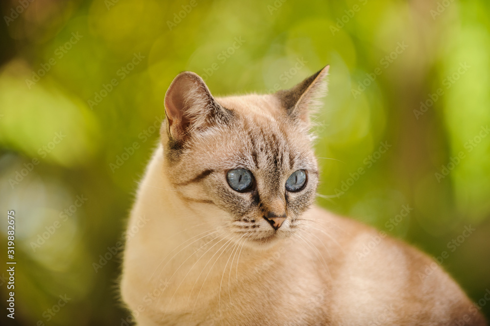Fawn cat with blue eyes outdoor portrait