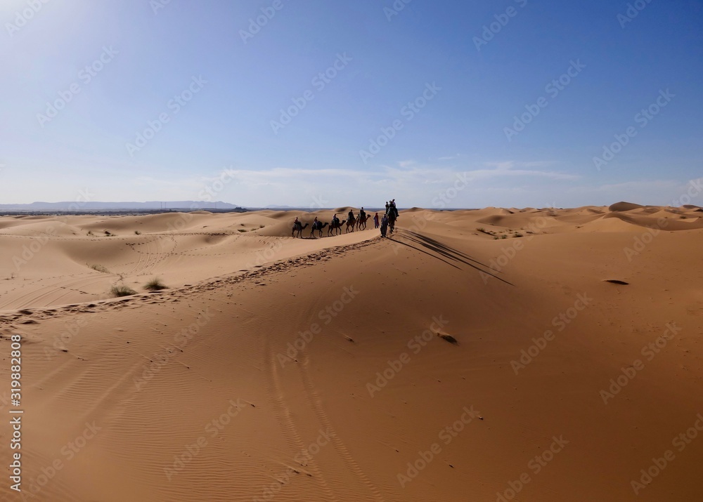 Caravan with camels on sand dunes before desert landscape in Sahara during midday sun, Morocco, Africa