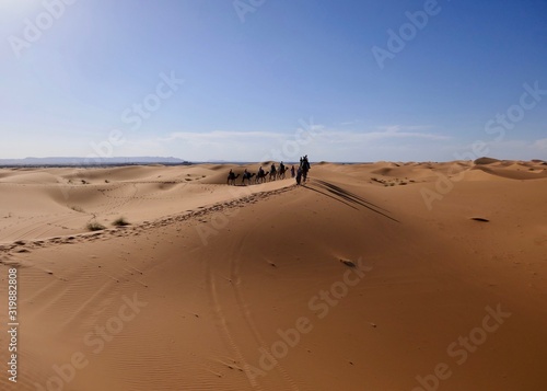 Caravan with camels on sand dunes before desert landscape in Sahara during midday sun  Morocco  Africa