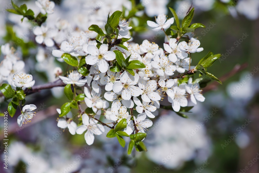 Obraz premium fresh white inflorescence of sour cherry in rich bloom enjoy direct April spring sunshine in a farm garden, blurred dark colorful texture in background