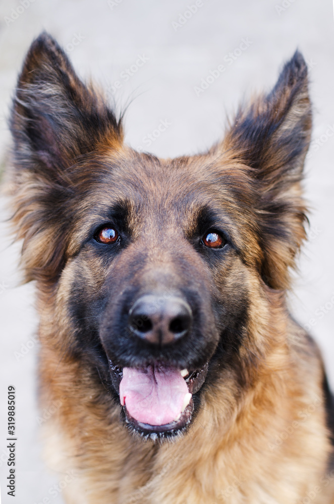 Portrait of German Shepherd dog. Photo of Dog's head. Portrait of German Shepherd dog. Photo of Dog's head.