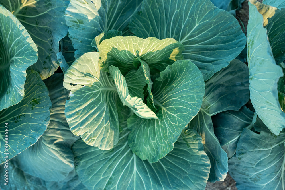 Obraz premium Top View of Cabbage Plant in Field