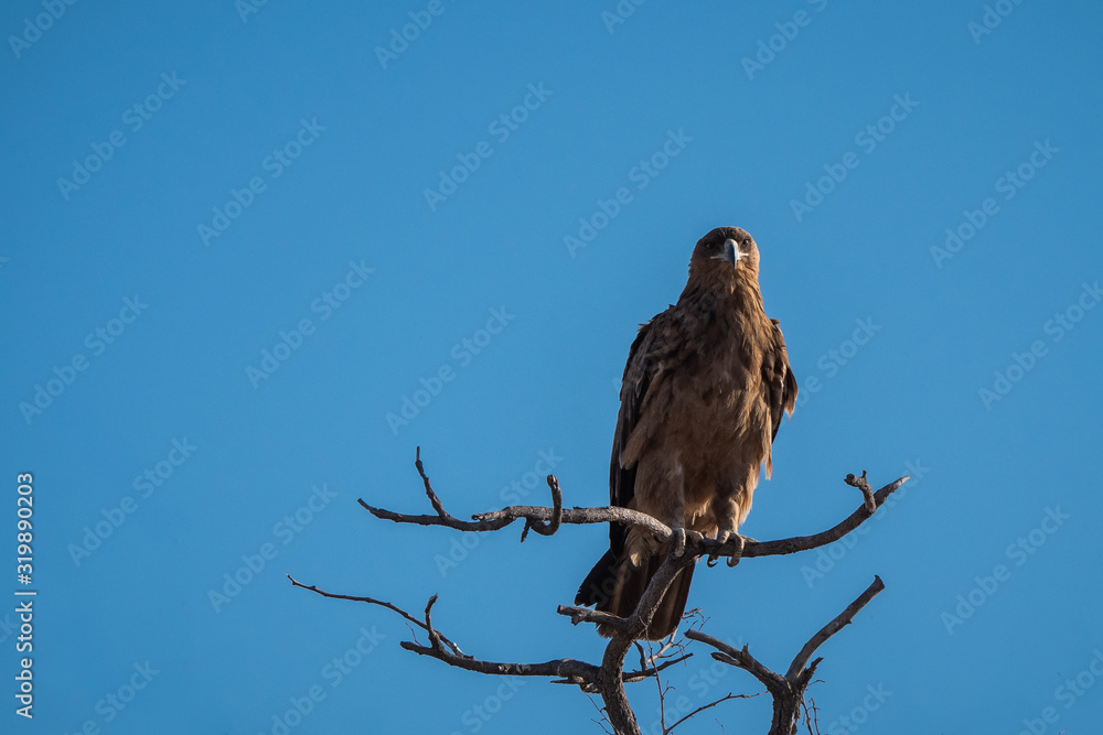 Tawny Eagle Sitting on a Branch in Etosha NP Tawny Eagle Sitting on a Branch in Etosha NP