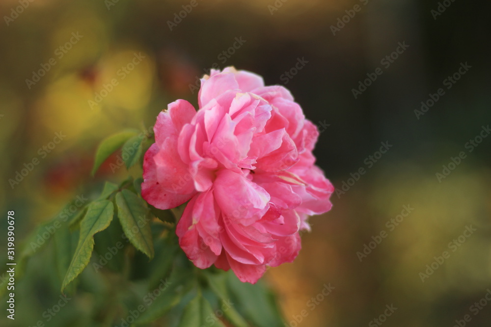 blooming pink peony, gardening concept blooming pink peony, gardening concept