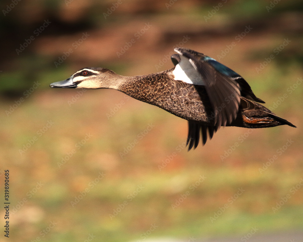 pacific black duck in flight pacific black duck in flight