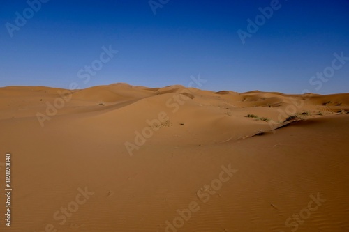 Sand dune in sahara  Morocco  Africa