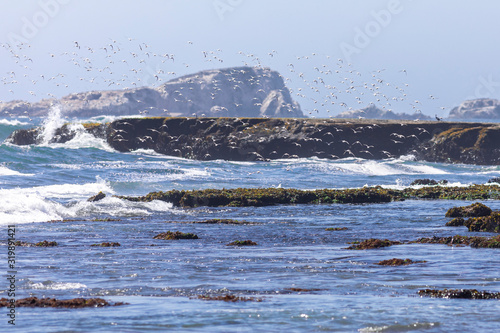 Thousands of birds flying at high speed in front of the sea at the Chilean coastline. An amazing flock of birds flying over the water and the beach making an idyllic scene 