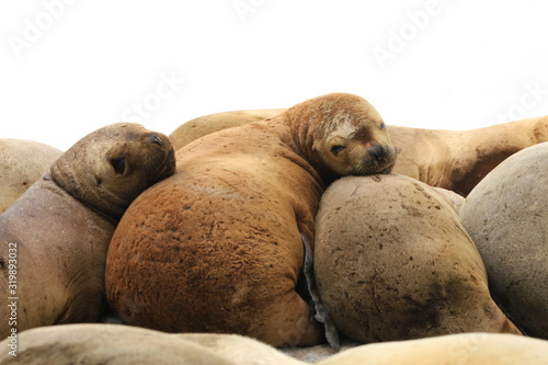 Love Of Sealion IV