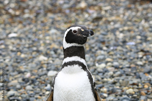 A look to penguin 