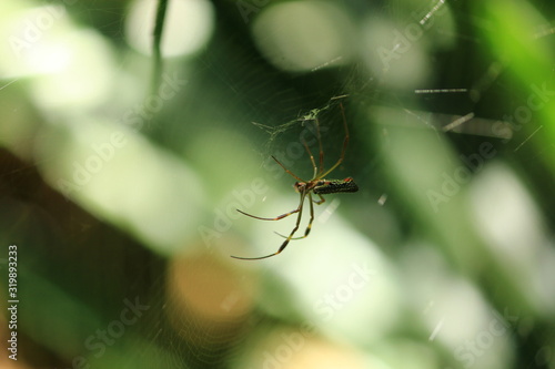 Brazilian Spider Iguazu 