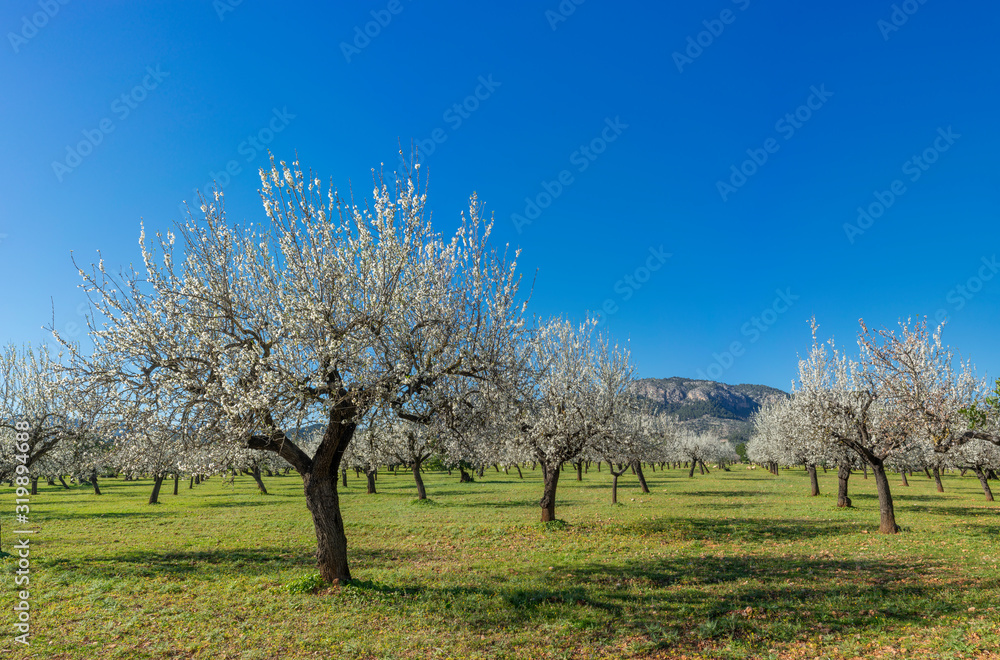 almond trees