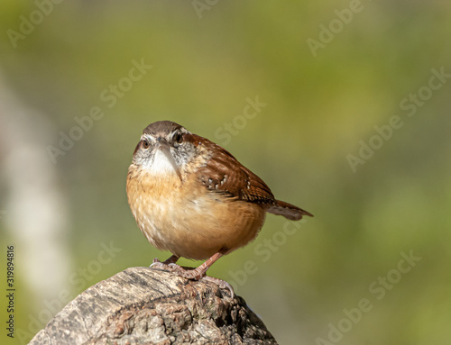 Carolina wren  - warm winters day