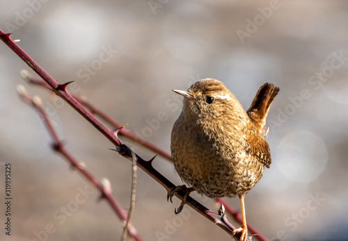 Winter Wren