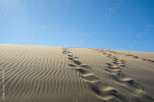 Footprints in the desert  Anna Bay Australia