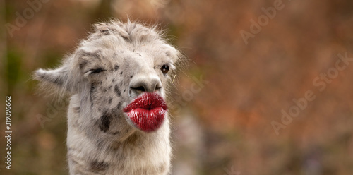 funny thank you kiss card with a lama