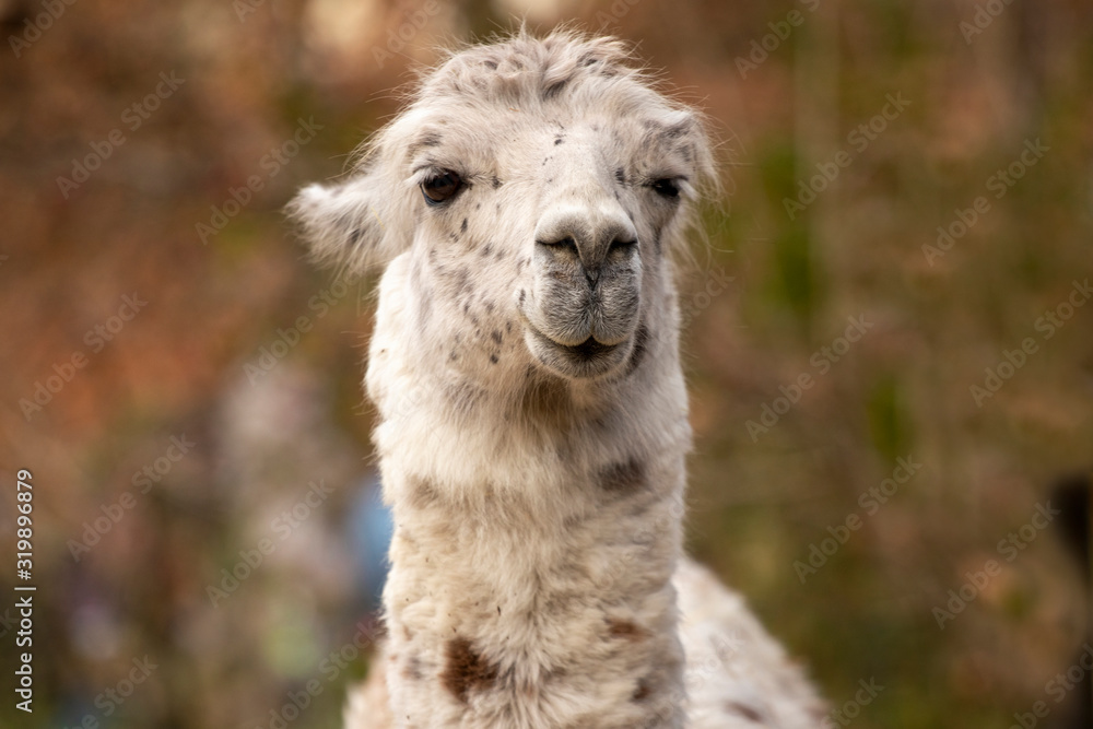 portrait of lama with the funny look. Shot in natural environment