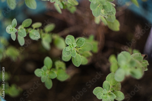 Fresh oregano leaves growing in the kitchen