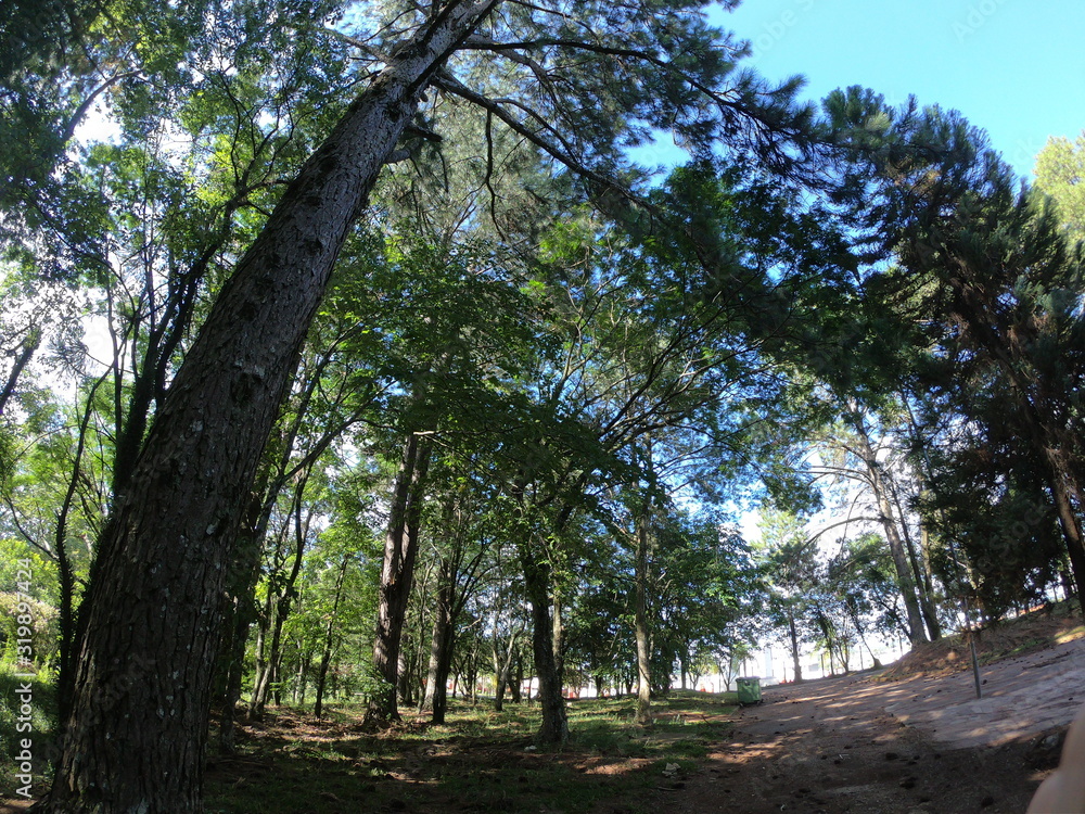 trees in the park trees in the park