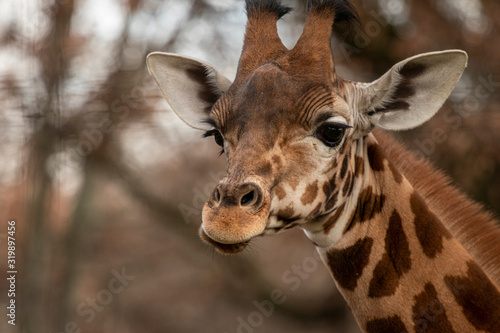 portrait of a giraffe head with big years © Peter Hofstetter