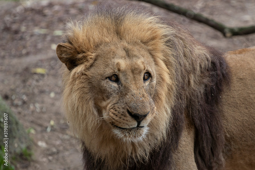 Fototapeta Naklejka Na Ścianę i Meble -  lion in a zoo resting and playing