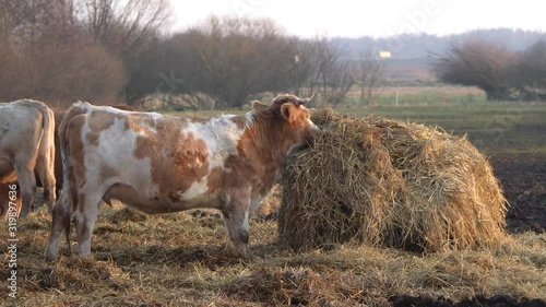 Cow eating straw during sunset. In the background you can see the highway