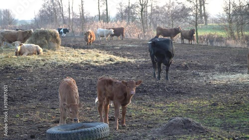 Crazy calf cows durning winter