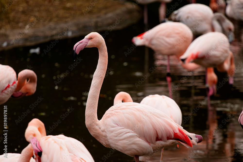 Naklejka premium pink flamingo at a water front cleaning